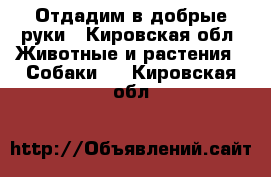 Отдадим в добрые руки - Кировская обл. Животные и растения » Собаки   . Кировская обл.